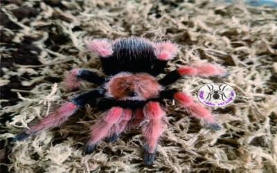 b. boehmei female 6 cm +- tarantula
